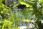The Bog Pond