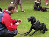 Dog Show 1