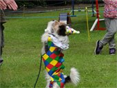 Dog Show